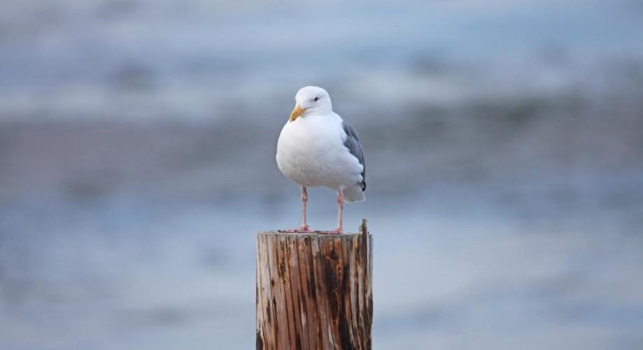 Möwe Ist Ein Kleines Gemütliches Feriendomizil Für 4 Personen Im Haus Vogelsang. Apartment Westerland